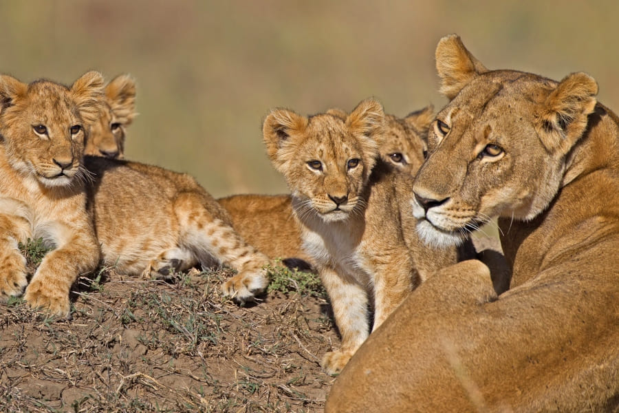 best tanzania safaris and tours 